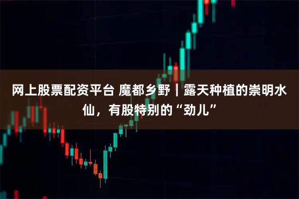 网上股票配资平台 魔都乡野｜露天种植的崇明水仙，有股特别的“劲儿”